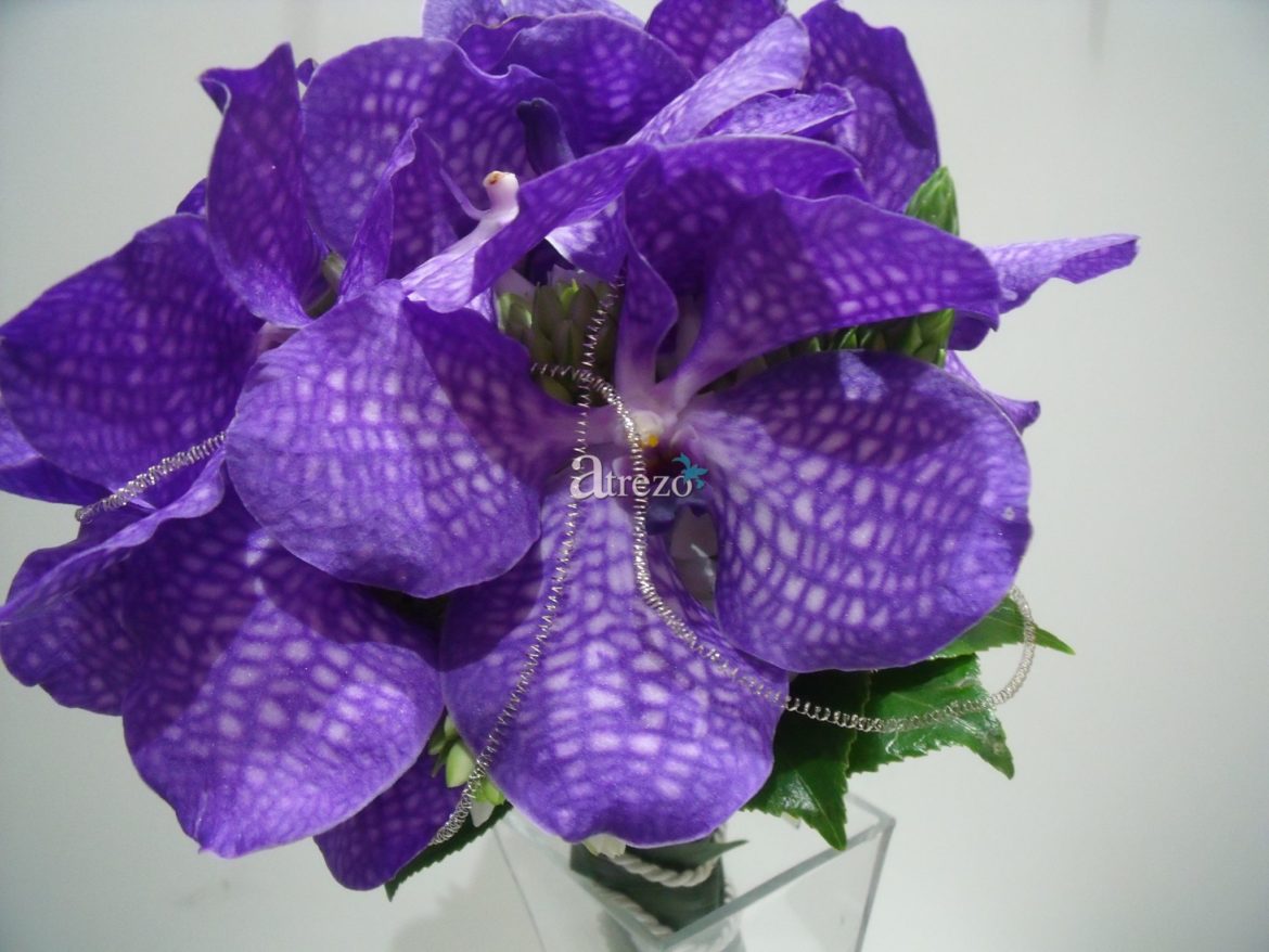 Orquidea Morada zoom