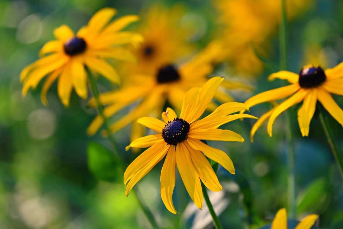 Flores De Otono Rudbeckia