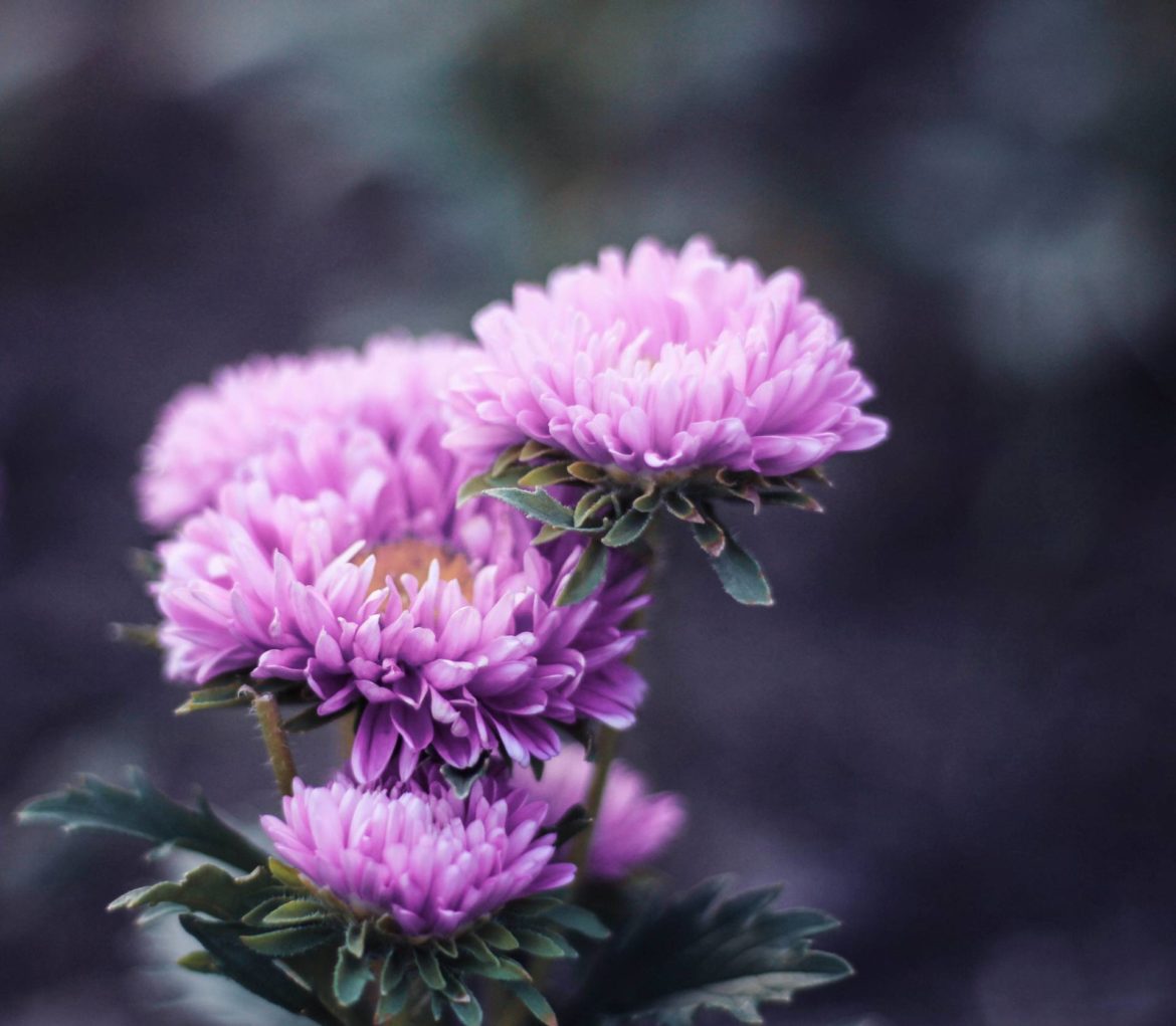 Flores De Temporada En Otono Dalia Flor Mexicana