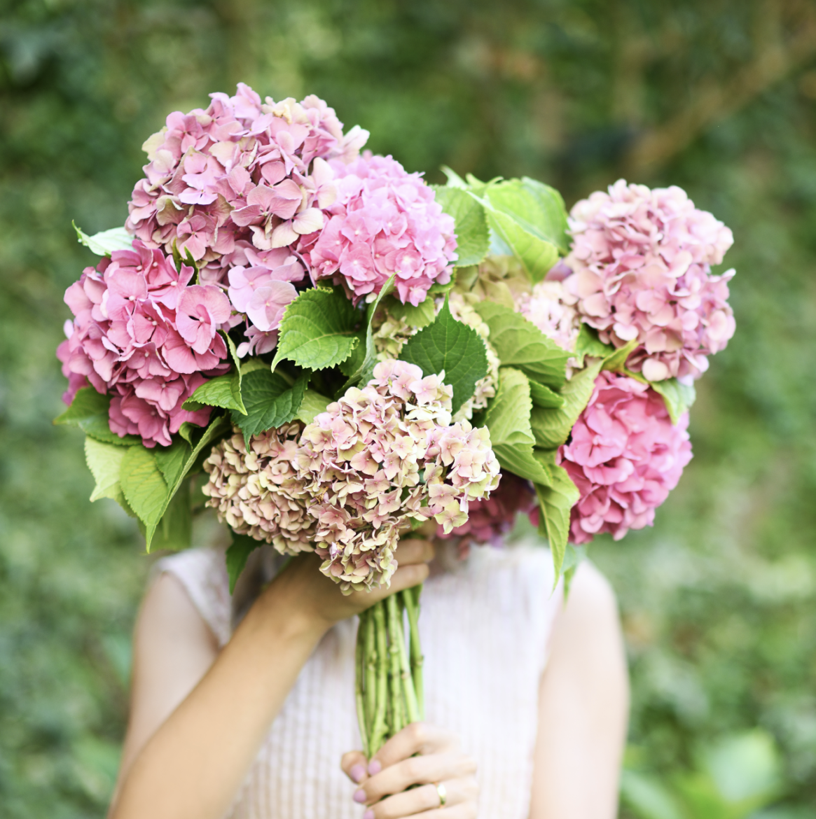 Flores De Temporada Otono Hortensia